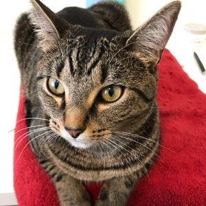 Meet your Posher, Wei